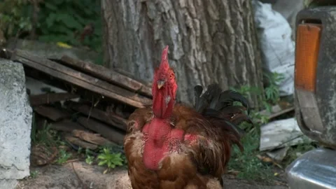 Close-up of a rooster with a neck like a turkey stands near the car. New bree Stock Footage 158133113