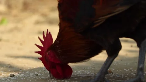 Close-Up of Rooster Pecking Grains on Rural Farm Ground Stock Footage 325418751