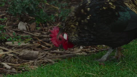 Close-up, a rooster pecks at the green grass in the park Stock Footage 181108375