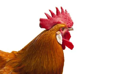 Close up of a rooster Foto stock