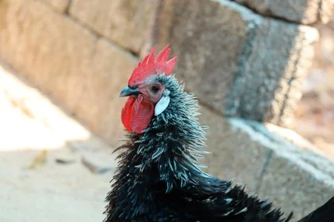 Close up of a rooster 写真素材