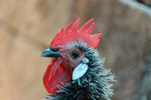 Close up of a rooster 写真素材