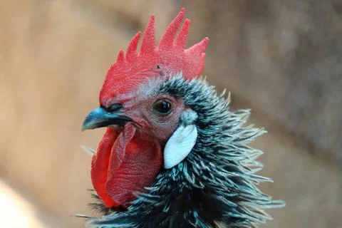 Close up of a rooster Stock Photos
