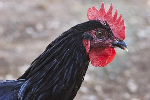 Close-Up Rooster Portrait With Red Comb And Black Feathers In Natural Farm Setti Stock Photos