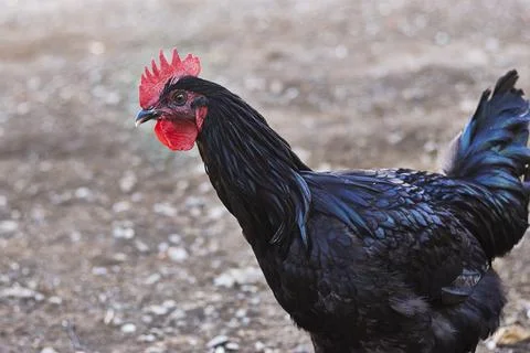 Close-Up Rooster Portrait With Red Comb And Black Feathers In Natural Farm Setti Stock Photos