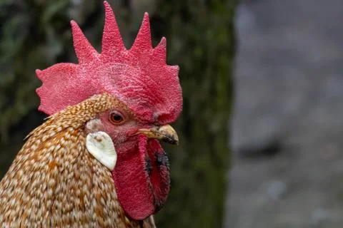 A close-up of a rooster with a red comb on its head in a henhouse Stock Photos