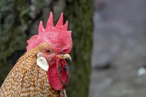 A close-up of a rooster with a red comb on its head in a henhouse Stock Photos