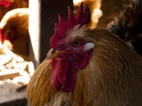 Close up of rooster in the shade 写真素材