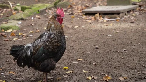 Close up of a rooster standing Stock Footage 289473692