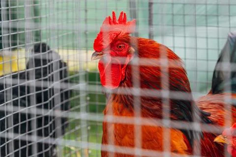 Close-up of a rooster with vibrant red comb in a cage Foto stock