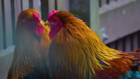 Close up of roosters Video stock 144971756