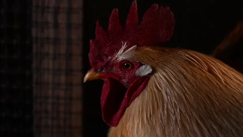 Close-up of a rooster's head Stockbeeldmateriaal 278176076
