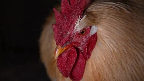 Close-up of a rooster's head 库存影片 278176084