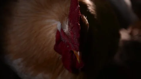 Close-up of a rooster's head Stockbeeldmateriaal 278176090