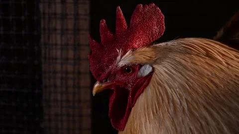 Close-up of a rooster's head Video stock 278176091