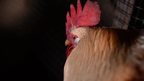 Close-up of a rooster's head 库存影片 278243781