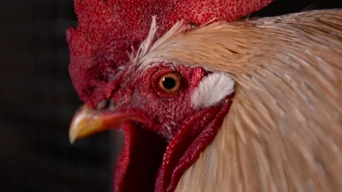 Close-up of a rooster's head 库存影片 278243782