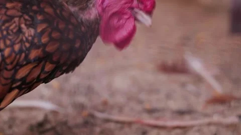 Close-up of a rooster's head with a red comb, raised in a cage for poultry farmi Stock Footage 293683804
