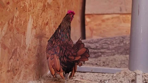 Close-up of a rooster's head with a red comb, raised in a cage for poultry farmi Stock Footage 293683817