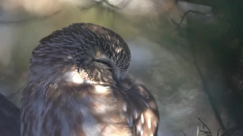 A close up of a roosting saw-whet owl, asleep in the cover of a pine tree. Stock Footage 343336713