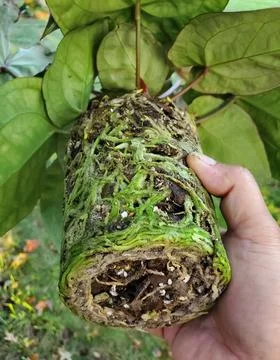 Close up of a root bound Anthurium plant aftter being removed from a pot Stock Photos