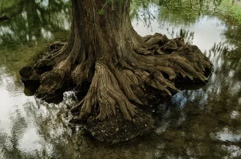 Close up of the root of a large tree on the water of a small river of crystal Stock Photos
