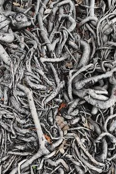 Close up of root of tree Stock Photos