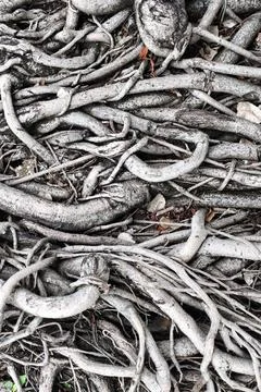 Close up of root of tree Stock Photos