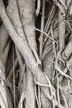 Close up of root of tree Stock Photos