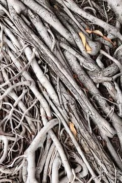 Close up of root of tree Stock Photos
