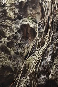 Close up of root of tree Stock Photos