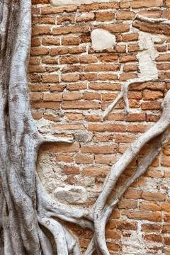 Close up of root tree Stock Photos