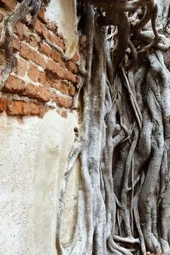 Close up of root tree Stock Photos
