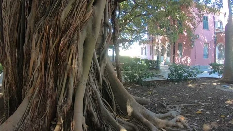 Close up roots intertwined old tree Stock Footage 145751770