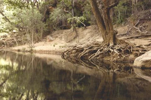 Close up on roots tree out old the ground and reflected in the water Foto stock