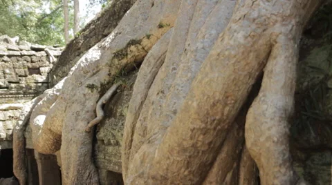 Close-Up Roots Tree Trunk 動画素材 42762214