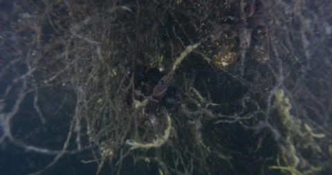 Close Up Of Roots, Yarra River Video stock 332315150