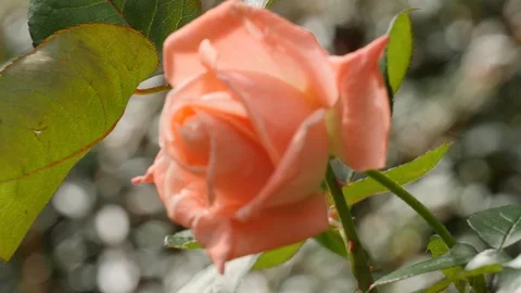 Close up of rose 4K Stock Footage