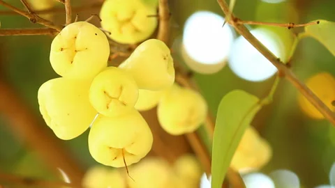 Close up rose apple  fruit , out door  Chiangmai Thailand Stock Footage 170995324