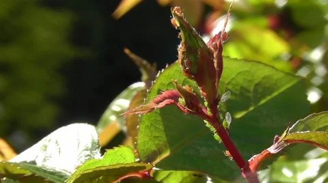 Close-up of a rose bud covered in aphids in spring Stock Footage 51264635