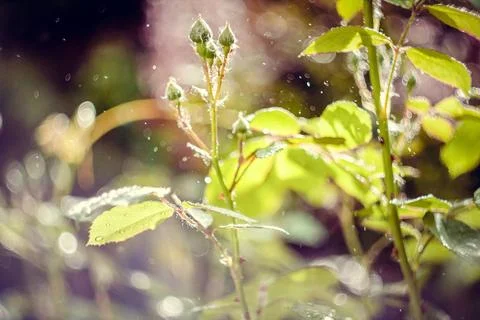 Close up rose buds under sunlight concept photo Stock Photos
