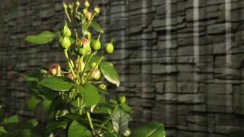 Close-up of rose buds with water droplets against a textured stone background Stock Footage 337128954
