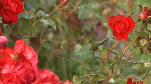 A close-up of a rose bush Video stock 87115804