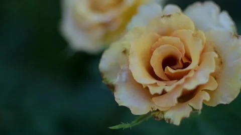 Close-up of a rose flower moving in the wind Stock Footage 289941348