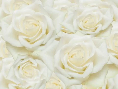 Close up of rose flower Stock Photos