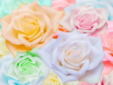 Close up of rose flower Stock Photos