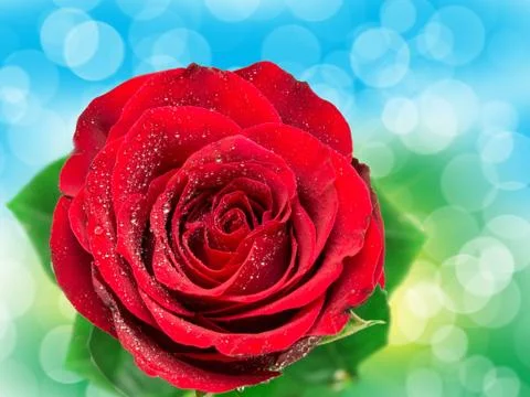 Close up of rose flower Stock Photos