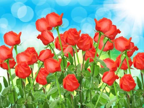Close up of rose flower Stock Photos