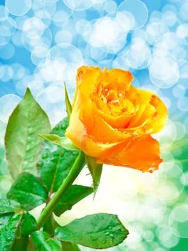 Close up of rose flower Foto stock