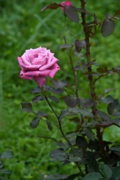 Close-up of Rose Flower Stock Photos